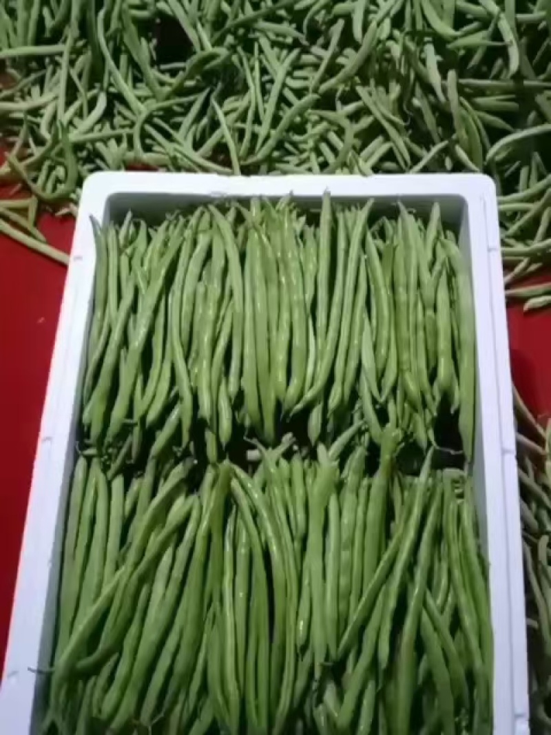 四季豆无筋豆青豆角精品四季豆产地供应一手货源