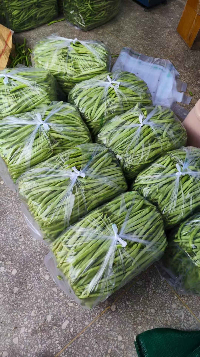 四季豆无筋豆青豆角精品四季豆产地供应一手货源