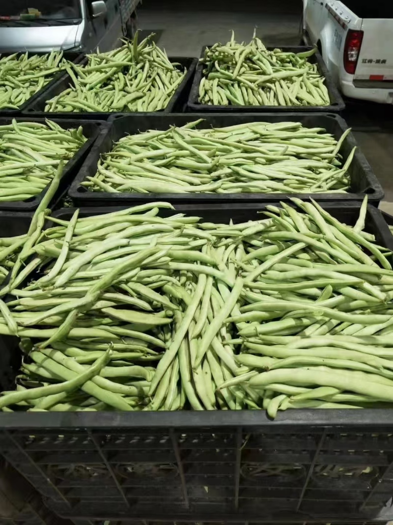 四季豆无筋豆青豆角精品四季豆产地供应一手货源