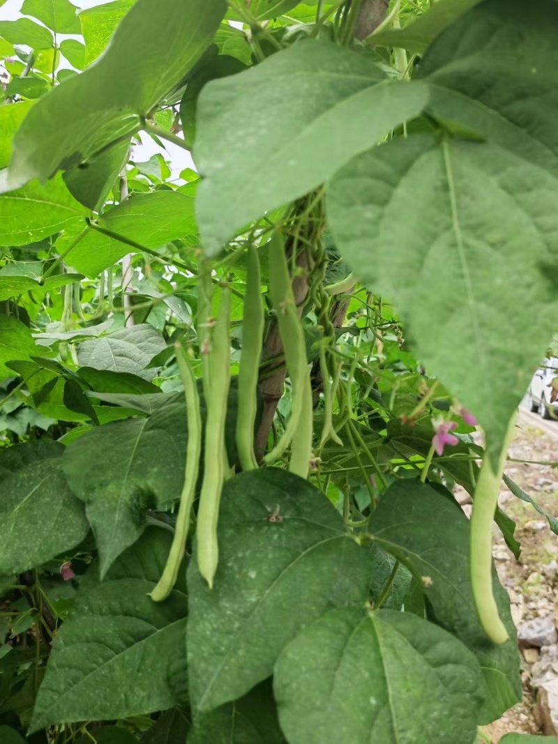 四季豆无筋豆青豆角精品四季豆产地供应一手货源