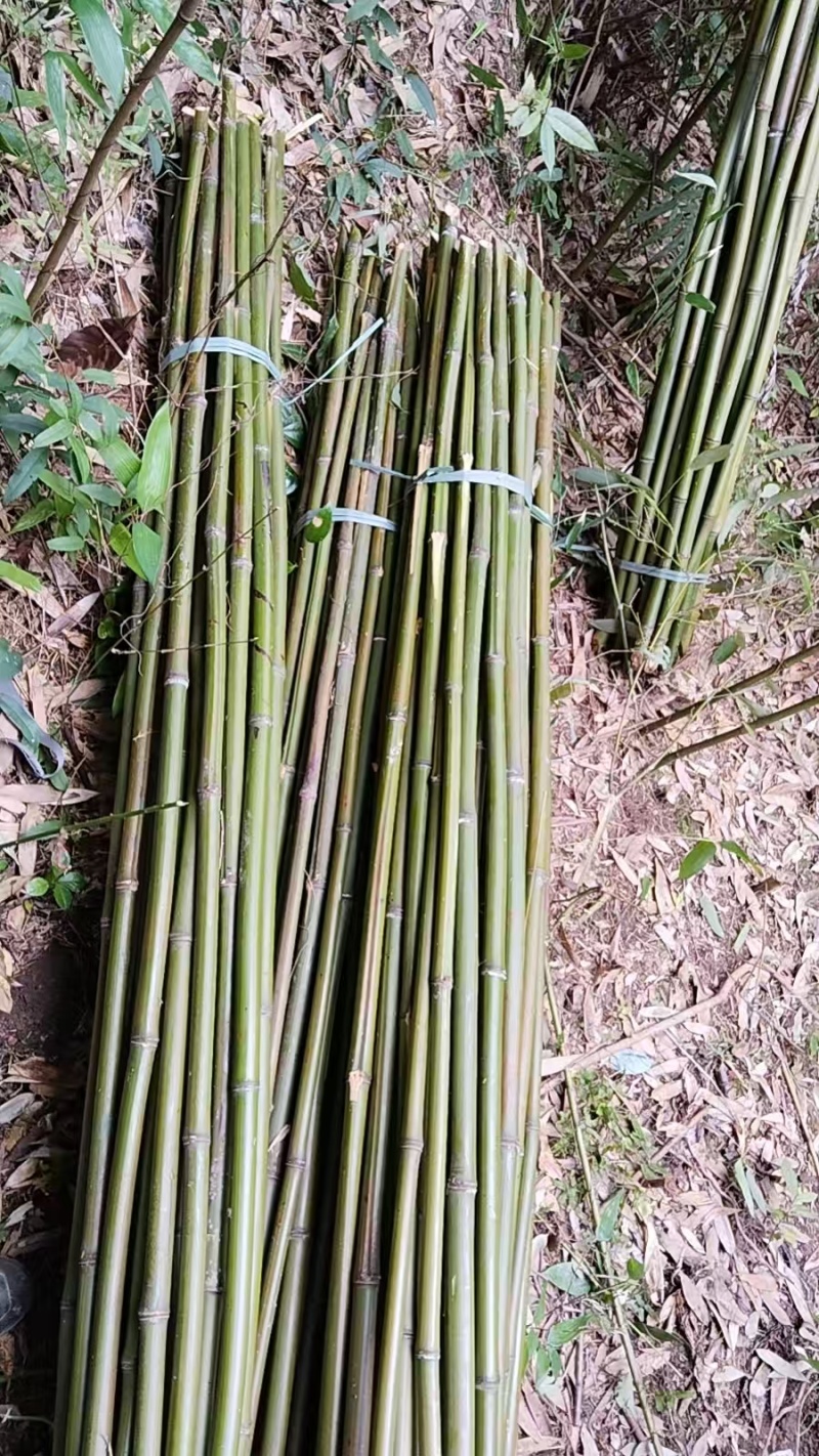精品黄金竹批发小用菜架中用撑树撑香蕉大用搭棚包装车包运费