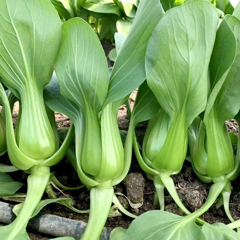 夏青杂交青梗菜种子叶片亮绿色耐热耐湿抗病性强长势整齐