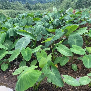 贵州山地牛奶香芋
