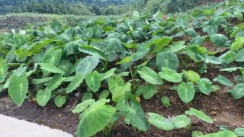 贵州山地牛奶香芋