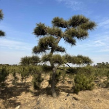 普通造型黑松造型松精品造型黑松景观黑松