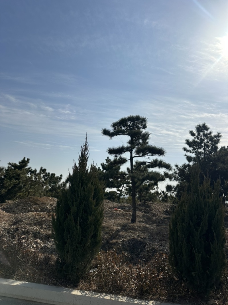 普通造型黑松造型松精品造型黑松景观黑松