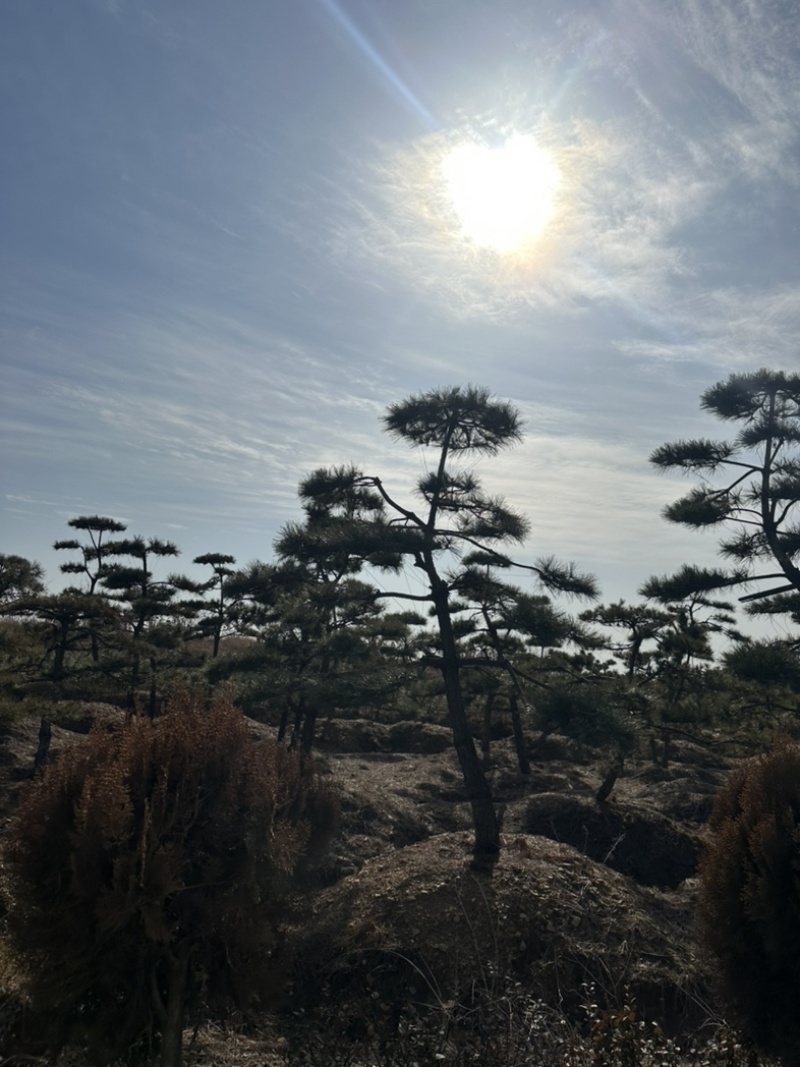 普通造型黑松造型松精品造型黑松景观黑松