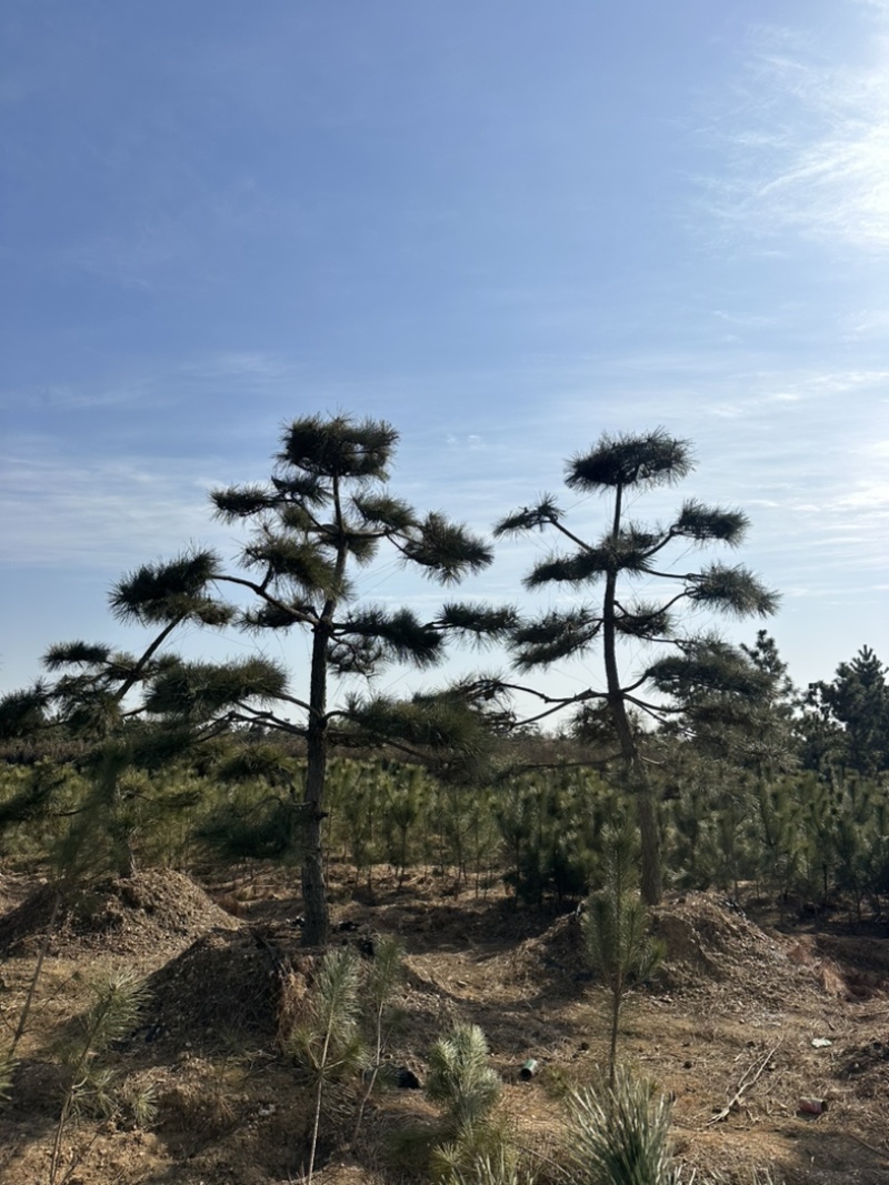 普通造型黑松造型松精品造型黑松景观黑松