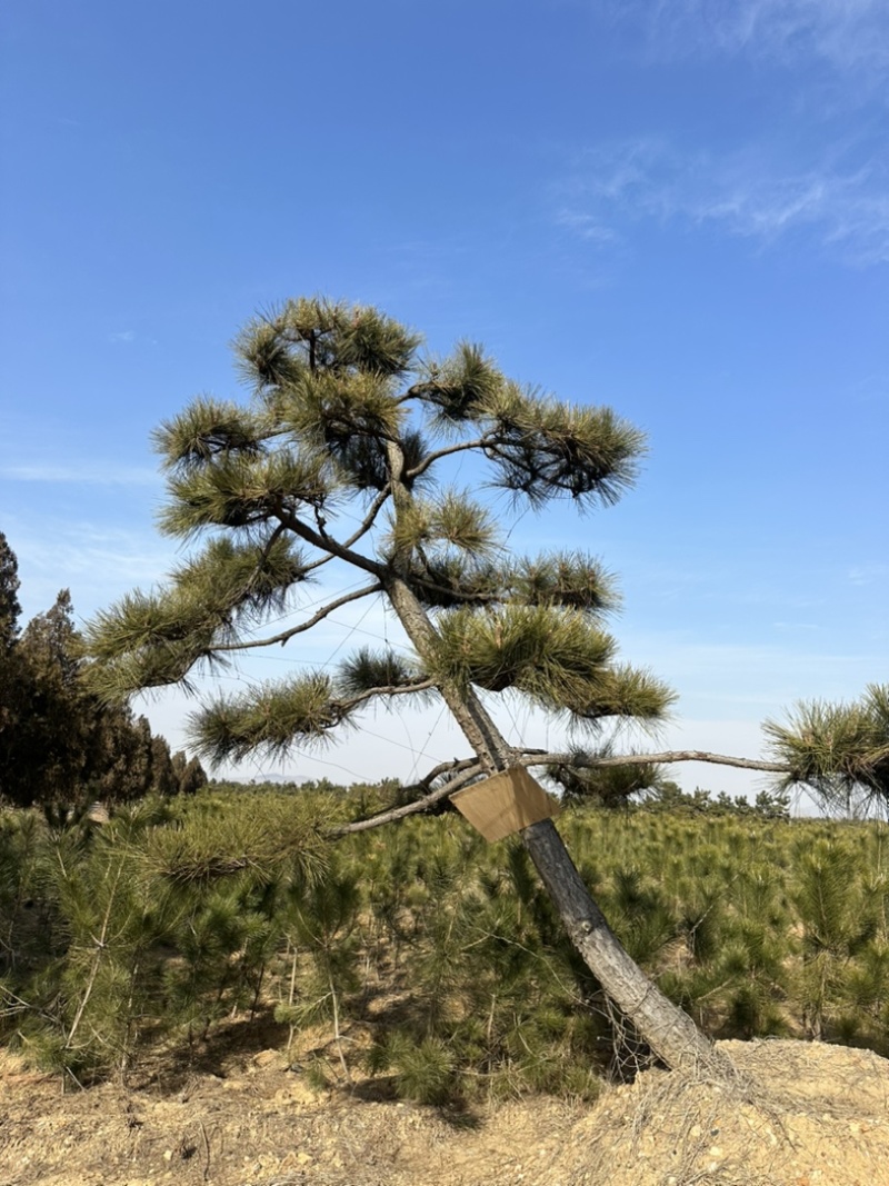 普通造型黑松造型松精品造型黑松景观黑松