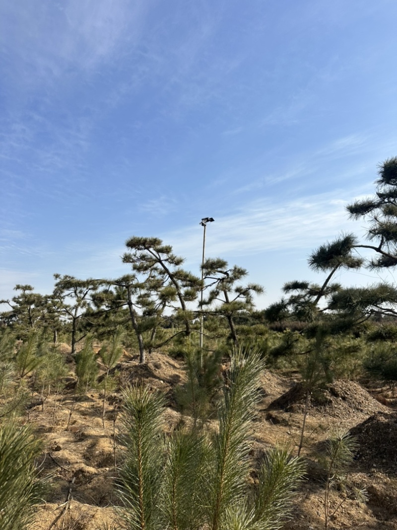 普通造型黑松造型松精品造型黑松景观黑松