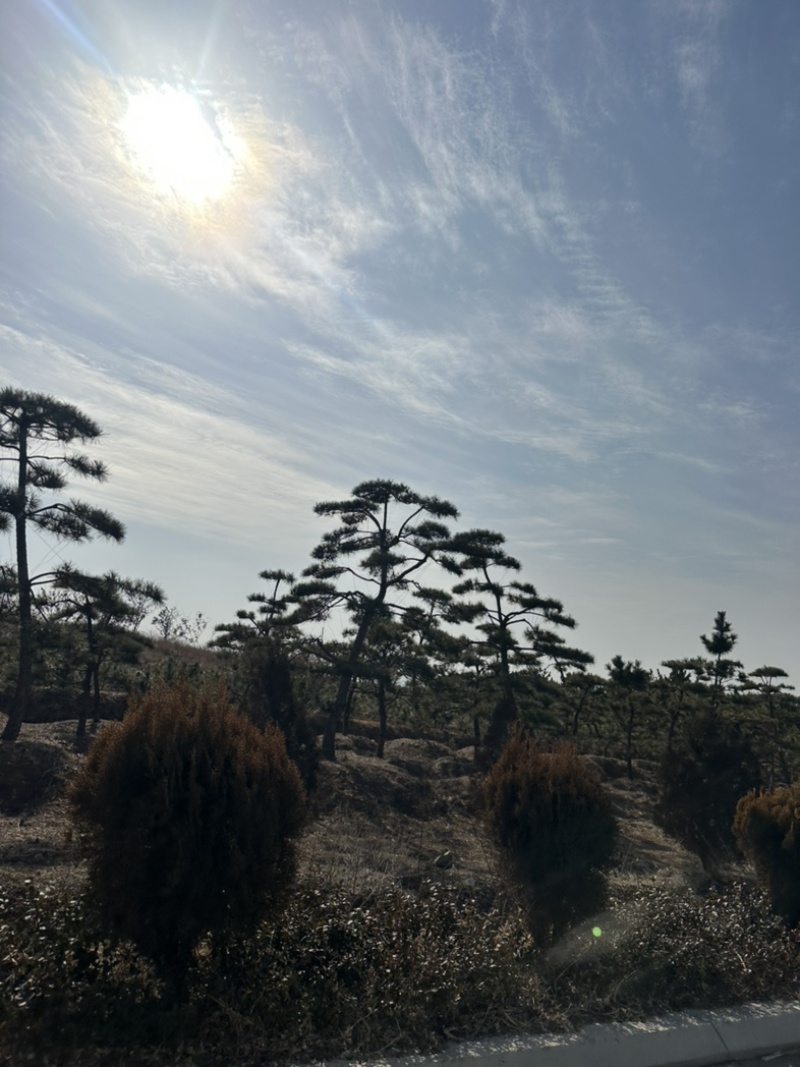普通造型黑松造型松精品造型黑松景观黑松