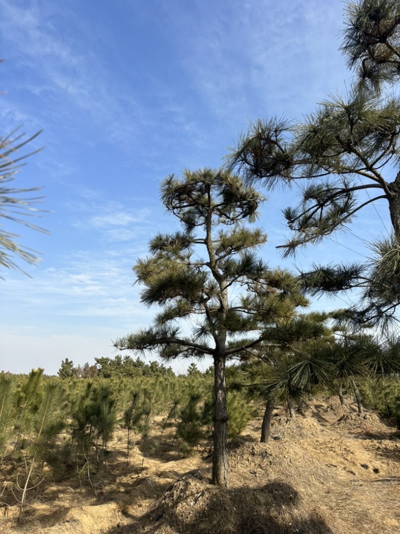普通造型黑松造型松精品造型黑松景观黑松