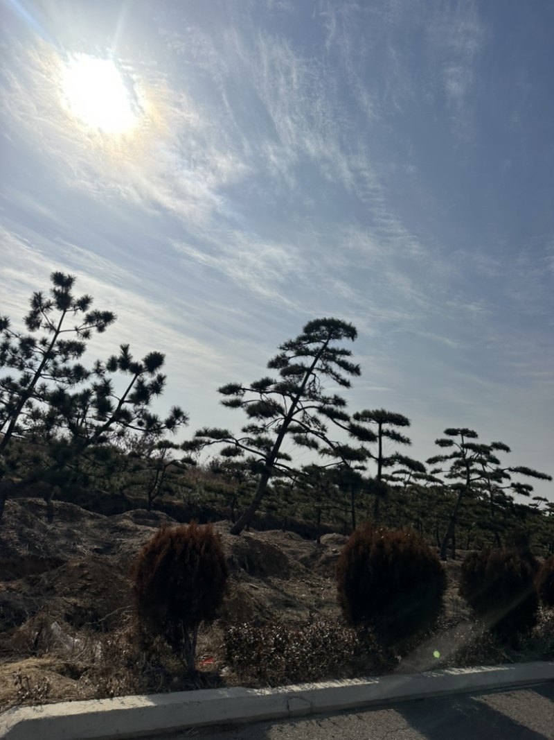 普通造型黑松造型松精品造型黑松景观黑松