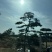 普通造型黑松造型松精品造型黑松景观黑松