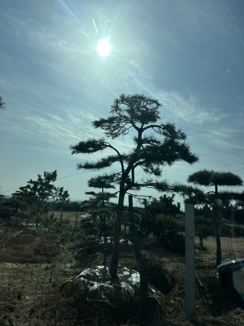 普通造型黑松造型松精品造型黑松景观黑松