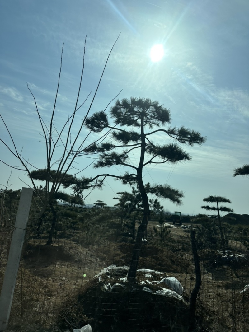 普通造型黑松造型松精品造型黑松景观黑松