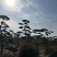 普通造型黑松造型松精品造型黑松景观黑松