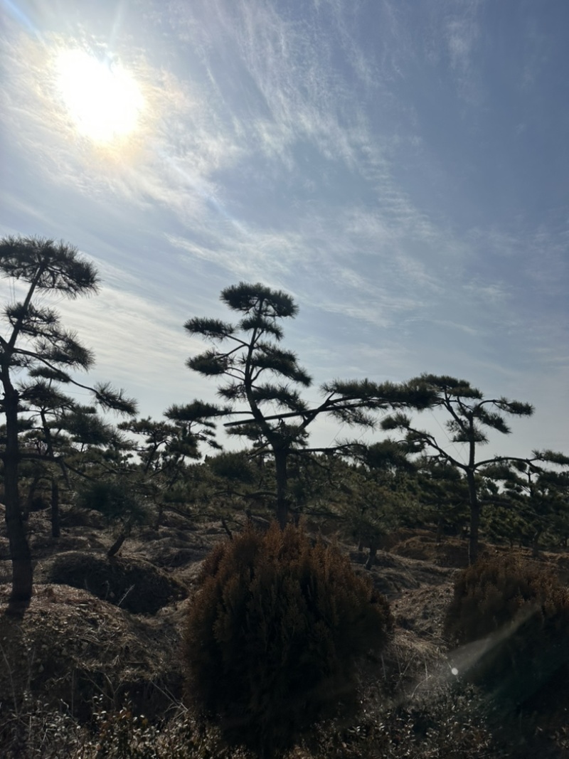 普通造型黑松造型松精品造型黑松景观黑松