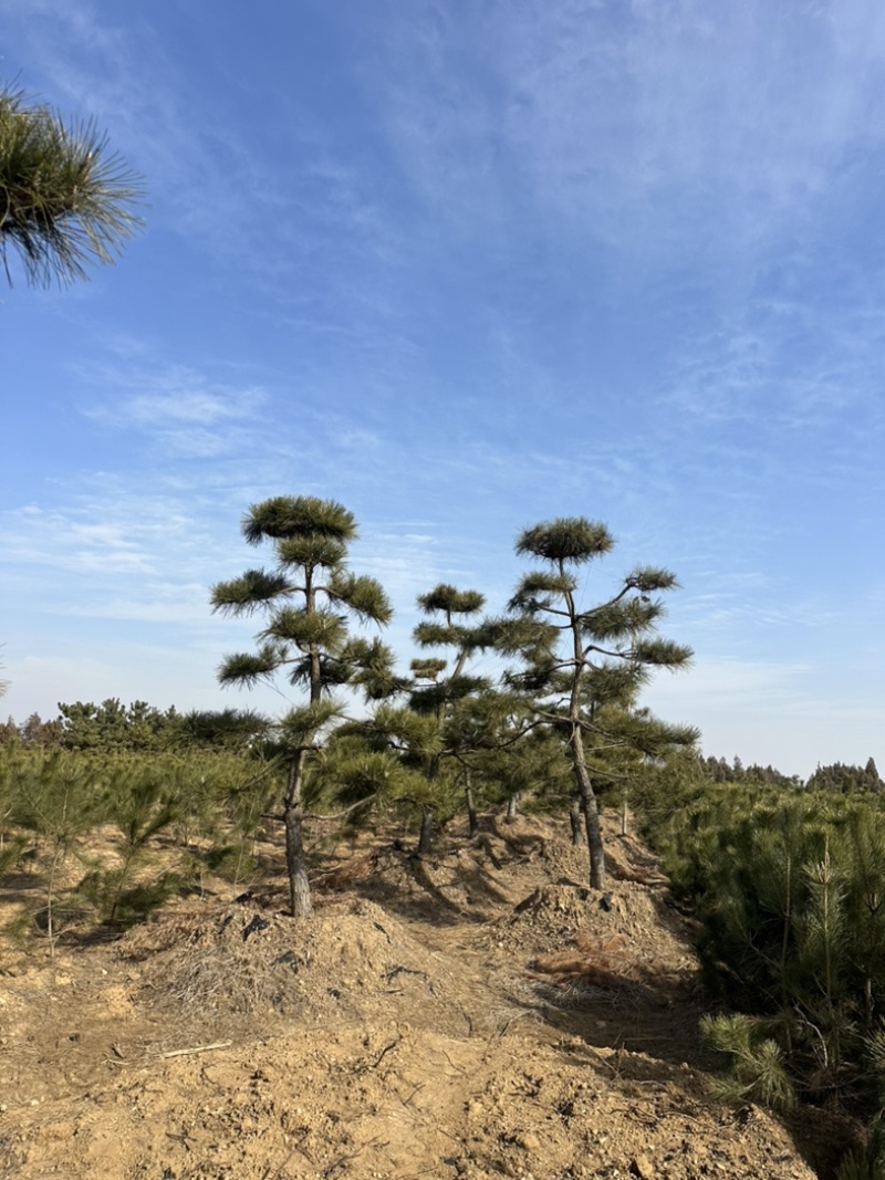 普通造型黑松造型松精品造型黑松景观黑松