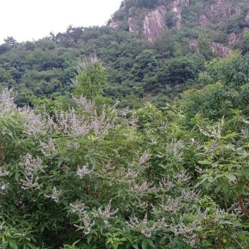 山区黄荆，可用做观赏，新鲜杆叶和种子是中药材。欢迎咨询！