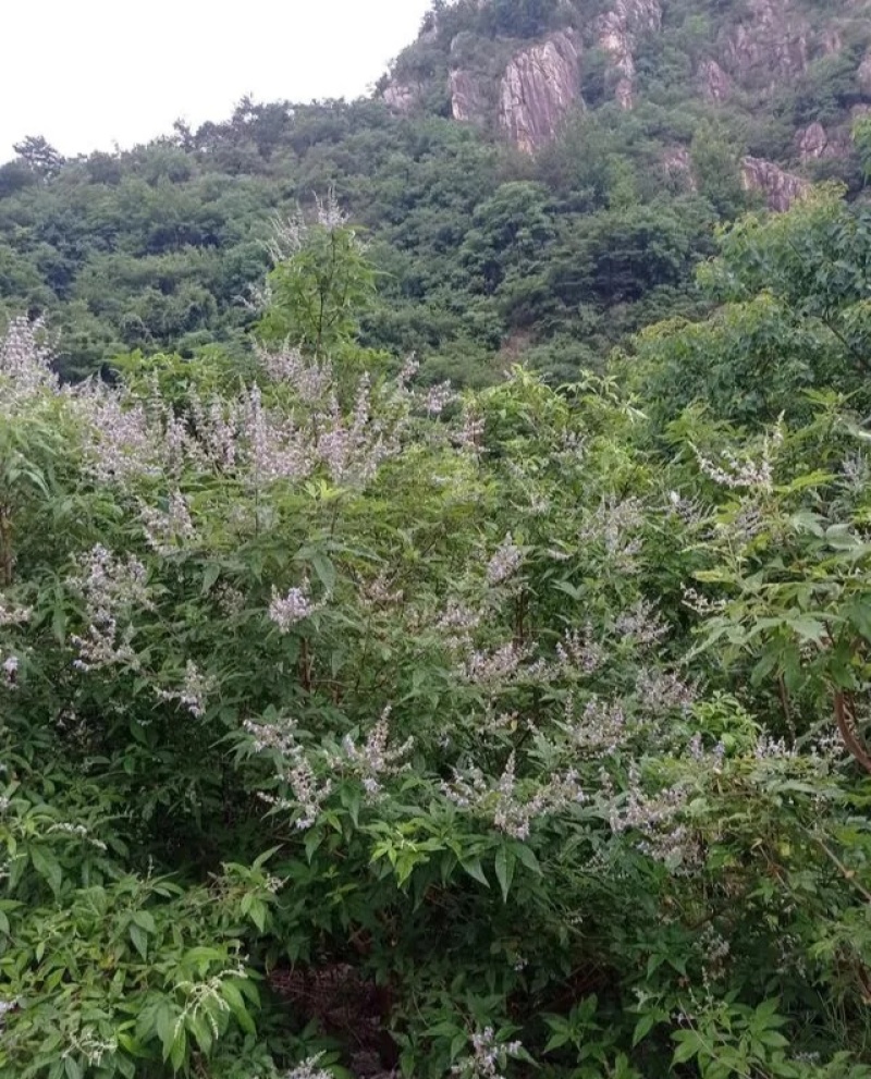 山区黄荆，可用做观赏，新鲜杆叶和种子是中药材。欢迎咨询！