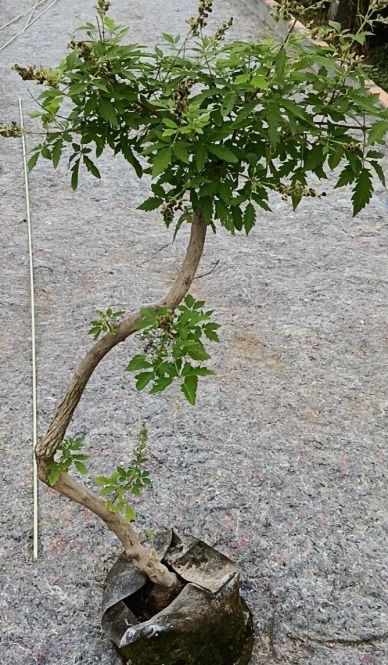 山区黄荆，可用做观赏，新鲜杆叶和种子是中药材。欢迎咨询！