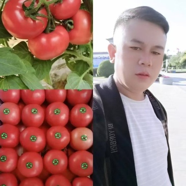 宁夏精品硬粉西红柿，对接全国市场商超电商量大从优视频看货