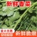东台市大叶香菜，规格齐全，一条龙服务，代发全国各地，诚信经营