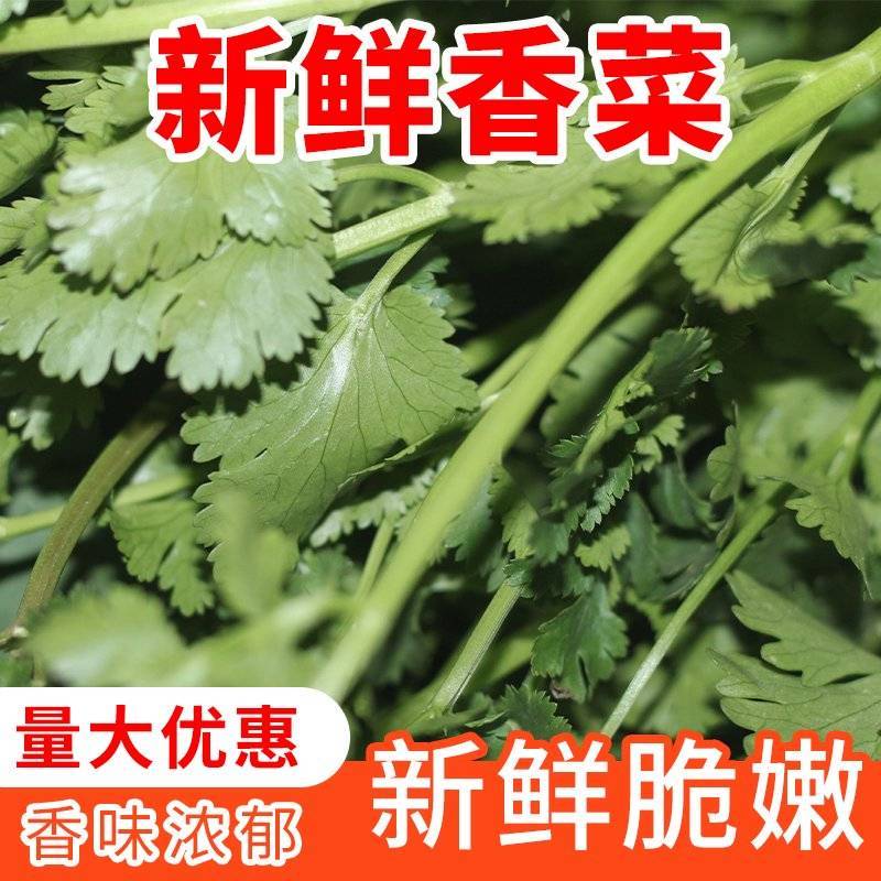 东台市大叶香菜，规格齐全，一条龙服务，代发全国各地，诚信经营