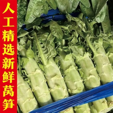 东台市红叶莴苣，产地代发全国各地，一条龙服务，诚信经营！