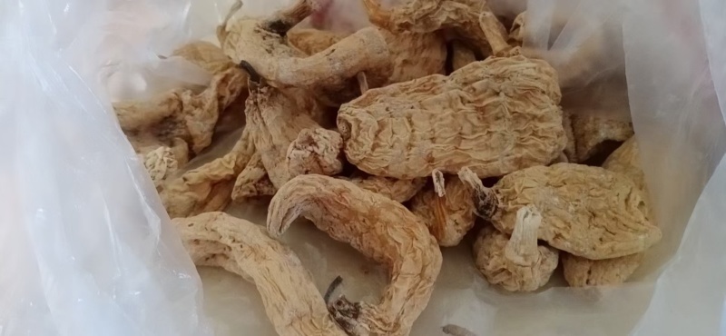 出售野生天麻假一赔十质量保证