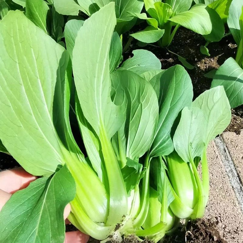 秀丽芭蕾青梗菜种子耐热窄梗高帮型青梗菜种籽高温不易拔节