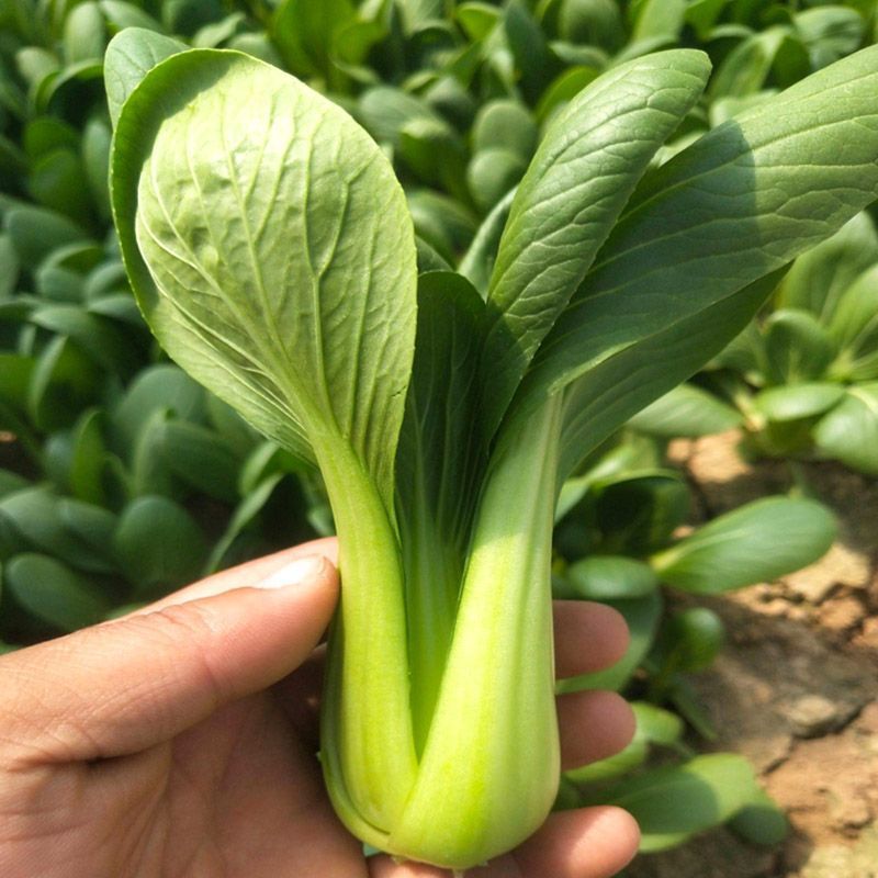 秀丽芭蕾青梗菜种子耐热窄梗高帮型青梗菜种籽高温不易拔节