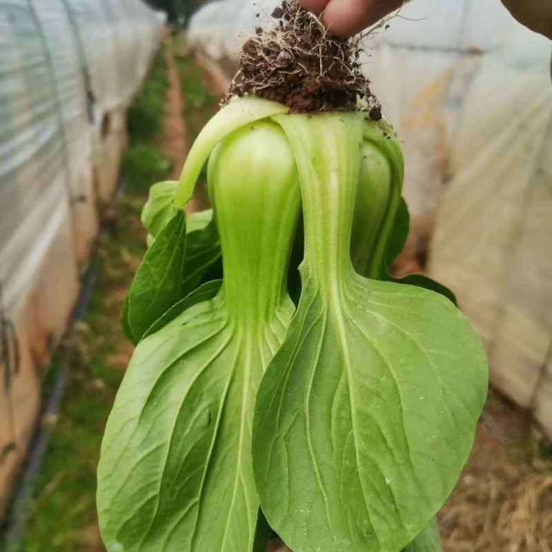 秀丽芭蕾青梗菜种子耐热窄梗高帮型青梗菜种籽高温不易拔节