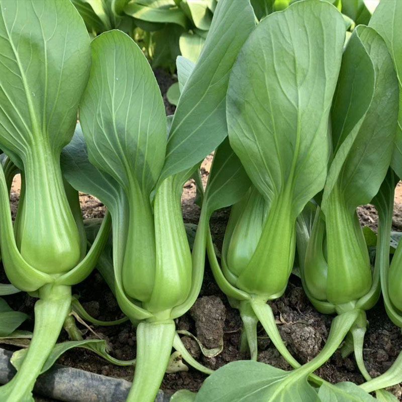 秀丽芭蕾青梗菜种子耐热窄梗高帮型青梗菜种籽高温不易拔节