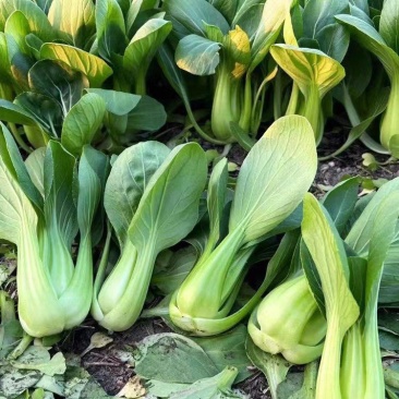 禧夏二号青梗菜种子苏州青种籽青菜种子大头束腰耐热翠绿耐蔬