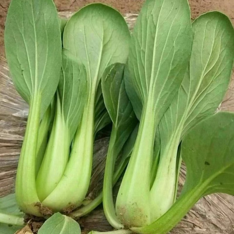 禧夏二号青梗菜种子苏州青种籽青菜种子大头束腰耐热翠绿耐蔬
