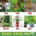 复硝酚钠98%原粉促生长瓜果花卉植物生长调节剂