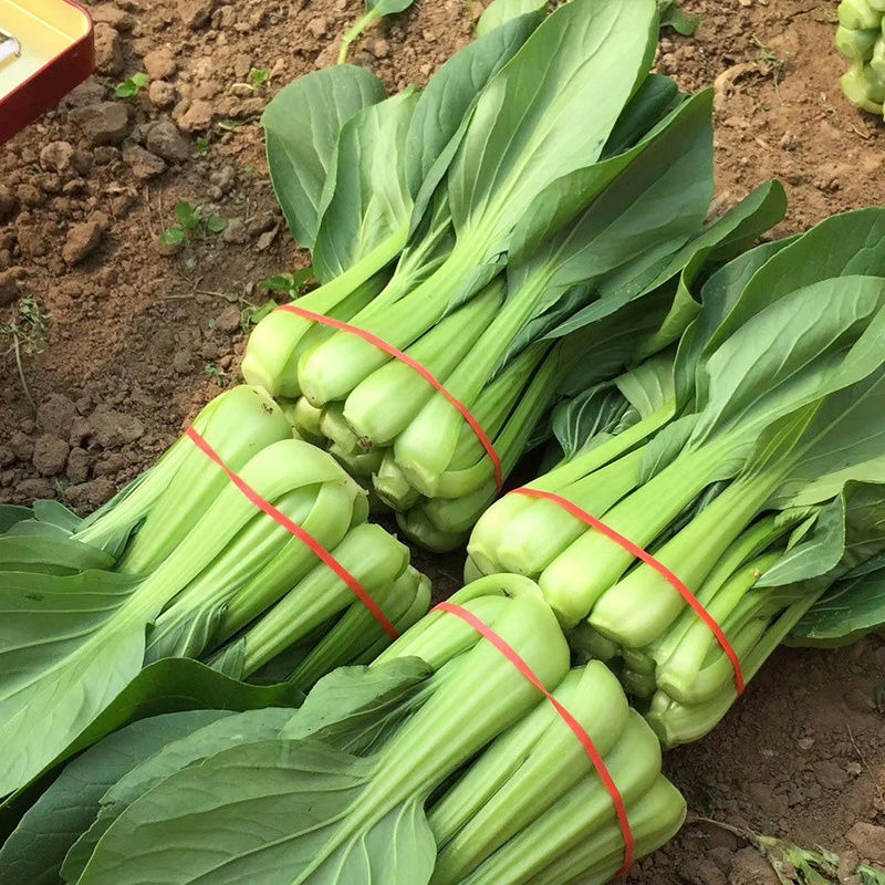火青20鸡毛菜种子梗菜叶柄淡绿油亮口感好春秋四季播大棚蔬