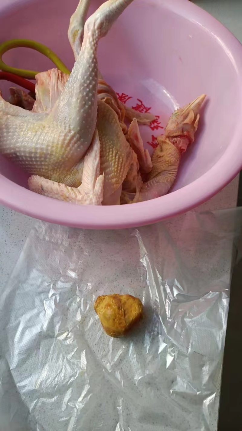 药用鸡宝