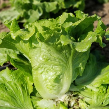 汇蔬耐抽苔生菜种子耐热耐寒全年奶油生菜种籽四季阳台蔬菜种
