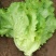 汇蔬耐抽苔生菜种子耐热耐寒全年奶油生菜种籽四季阳台蔬菜种
