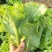 汇蔬耐抽苔生菜种子耐热耐寒全年奶油生菜种籽四季阳台蔬菜种