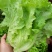 汇蔬耐抽苔生菜种子耐热耐寒全年奶油生菜种籽四季阳台蔬菜种