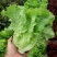 汇蔬耐抽苔生菜种子耐热耐寒全年奶油生菜种籽四季阳台蔬菜种