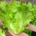 汇蔬耐抽苔生菜种子耐热耐寒全年奶油生菜种籽四季阳台蔬菜种