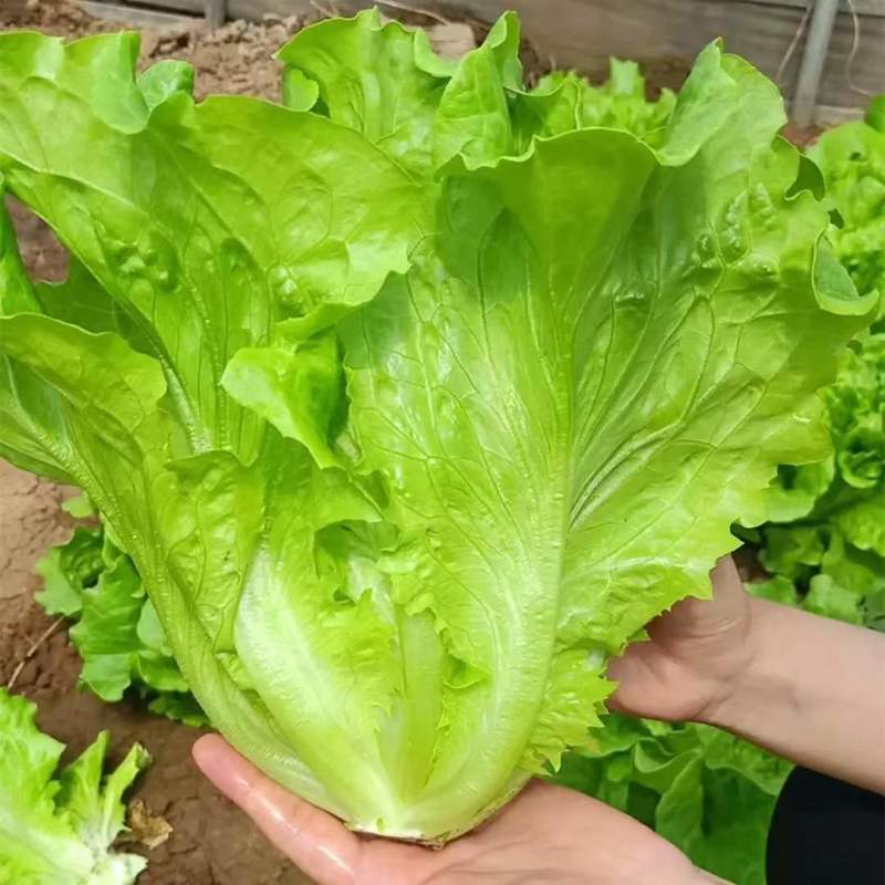 汇蔬耐抽苔生菜种子耐热耐寒全年奶油生菜种籽四季阳台蔬菜种