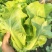 汇蔬耐抽苔生菜种子耐热耐寒全年奶油生菜种籽四季阳台蔬菜种