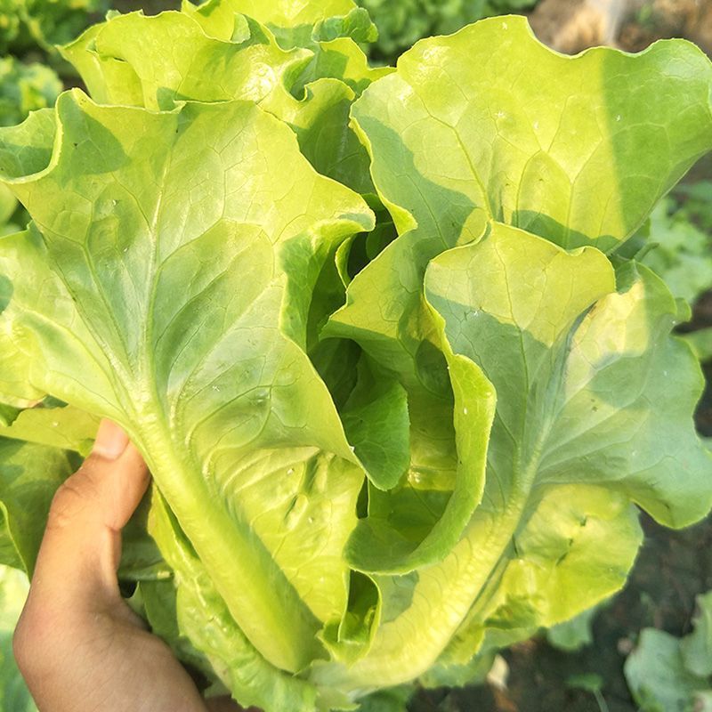 汇蔬耐抽苔生菜种子耐热耐寒全年奶油生菜种籽四季阳台蔬菜种