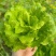 汇蔬耐抽苔生菜种子耐热耐寒全年奶油生菜种籽四季阳台蔬菜种